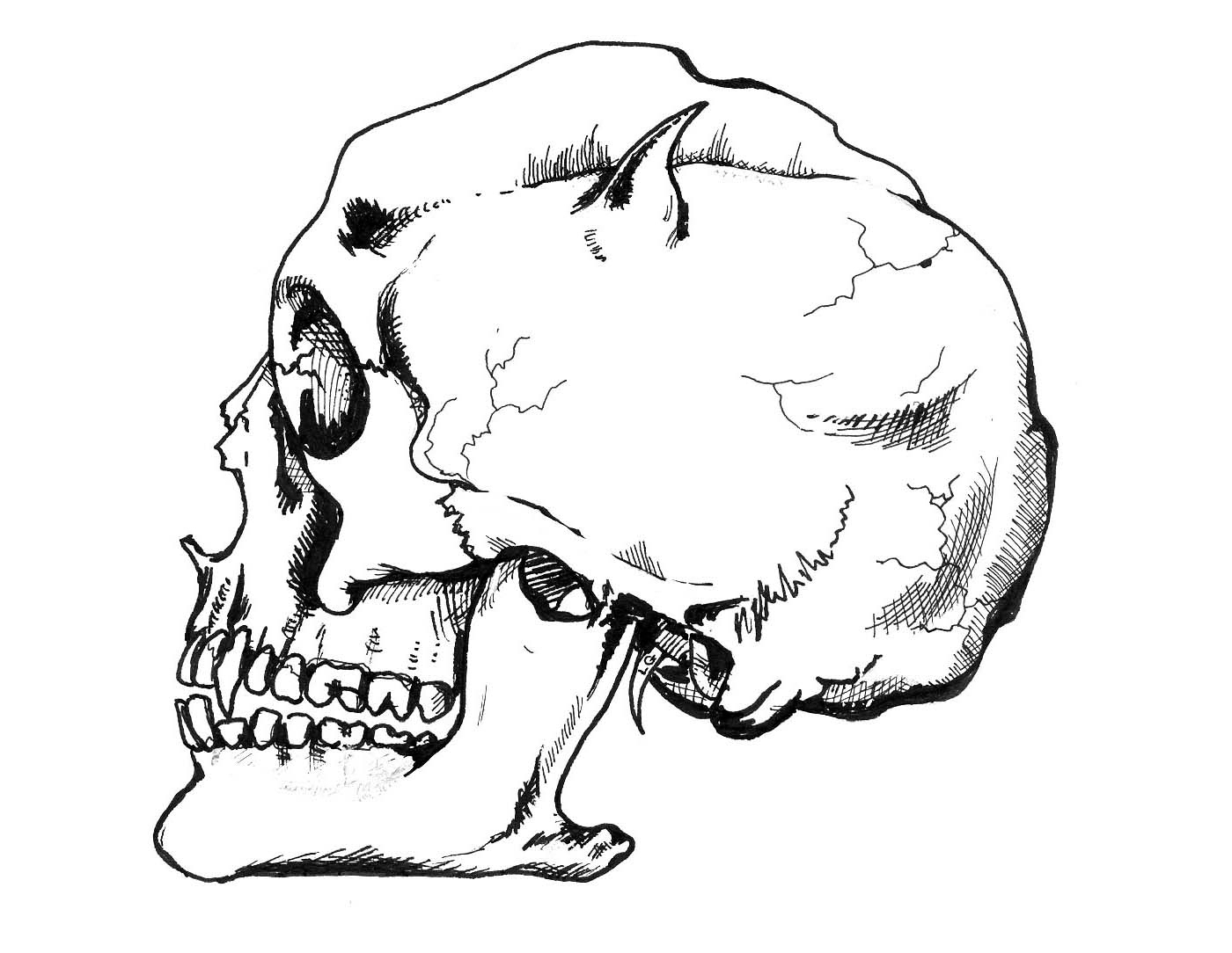 Horned skull